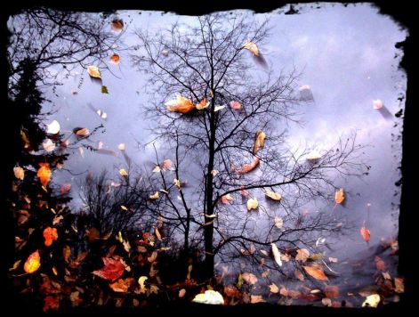 the_autumn_effect_by_aphoticchidori.jpg