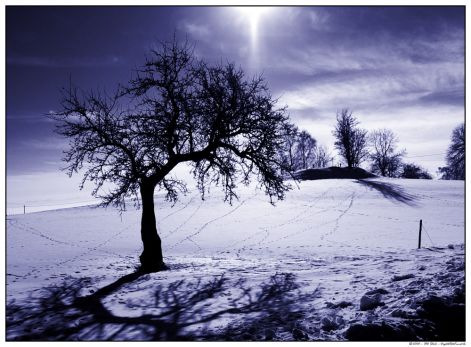 winterbaum.jpg